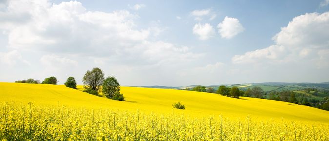 Urlaub im deutschen Mittelgebirge Erzgebirge Landschaft mit Rapsfeld