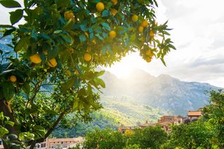 Landschaft Mallorca