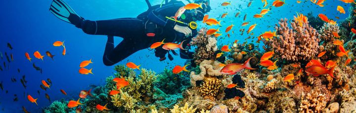 Ein Taucher schwimmt unter Wasser zwischen bunten Korallenriffen, umgeben von einem Schwarm orangefarbener Fische.