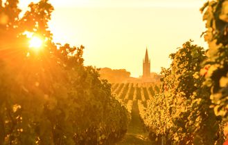 Weinreben im Sonnenuntergang