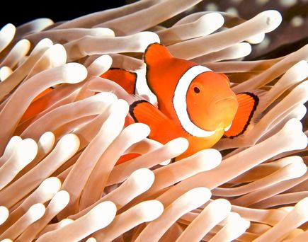 Farbenfroher Clownfisch 