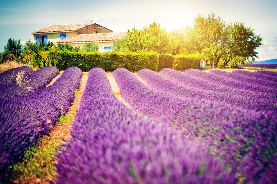 Frankreich Provence Lavendelfelder