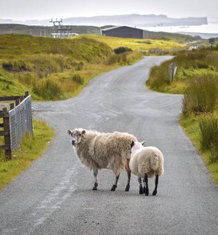 Ein Schaf geht auf einer unbefestigten Straße in einer ländlichen Landschaft.