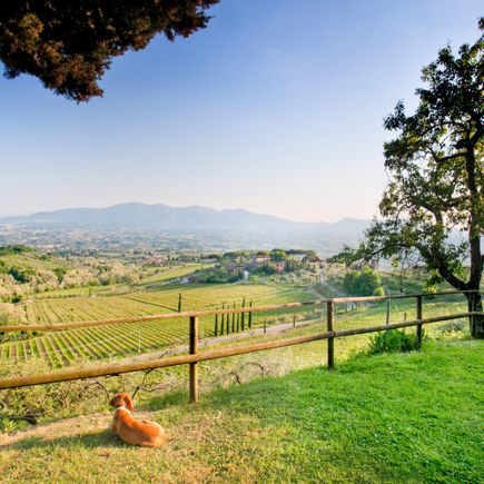 Familienurlaub Hund Italien Hund blickt über toskanische Landschaft