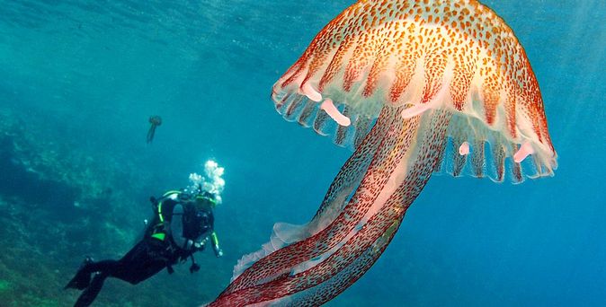 Küste Tauchen Fische