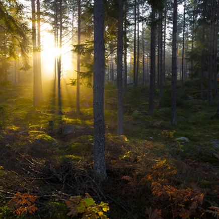 Schweden Wald