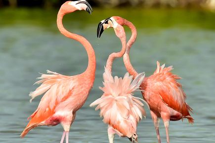 Zwei rosa Flamingos stehen in flachem Wasser.