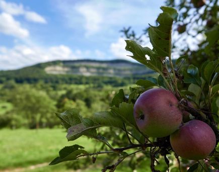 Apfel Schwäbische Alb