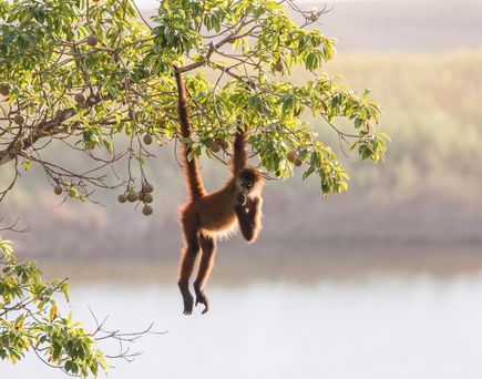 Affe hängt im Baum, über klarem Wasser. Blauer Himmel