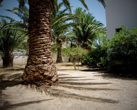 Avra Palm-3