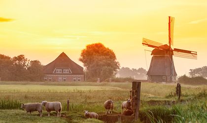 Eine Windmühle bei Sonnenuntergang mit einem Tulpenfeld im Vordergrund.