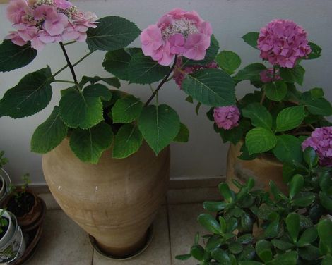 Diamond Apartments & Suites-4