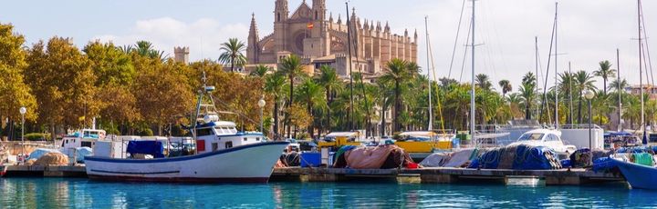 Halfen Palme de Mallorca 