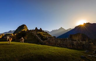 Machu Picchu Alpaka 