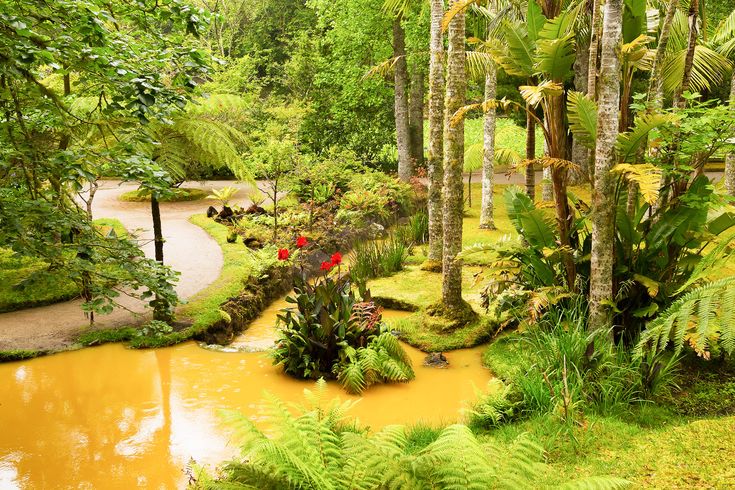 Eine Waldlandschaft mit grüner Vegetation und einem Fluss.