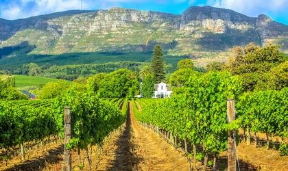 Eine idyllische Weinlandschaft in Stellenbosch, Südafrika, mit weitläufigen Weinbergen und traditionellen kapholländischen Gebäuden unter einem klaren Himmel.