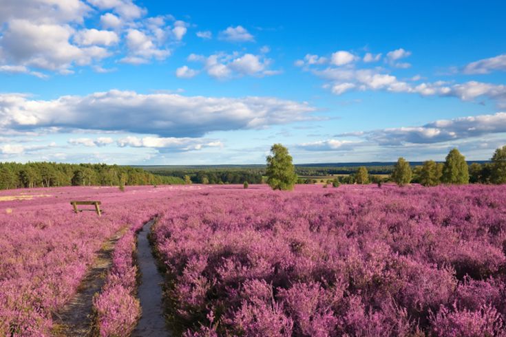 Blick auf die farbenprächtige Lüneburger Heide.