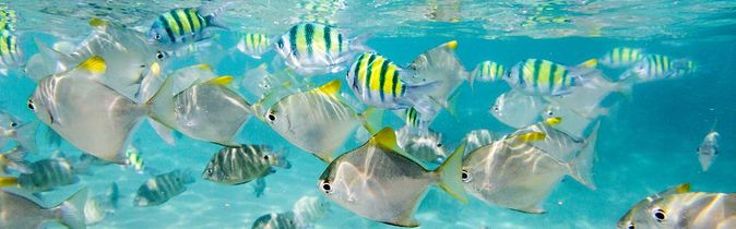 Indischer Ozean Unterwasserwelt