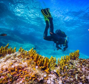 Ein Taucher schwimmt über einem Korallenriff.