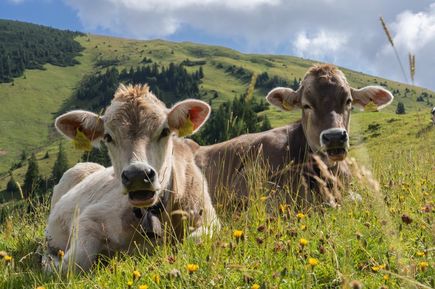 Zwei Kühe auf einer saftigen Wiese, blauer Himmel.