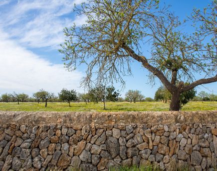 Landschaft auf Mallorca mit Olivenbaum