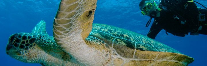 Eine große Meeresschildkröte schwimmt anmutig im klaren blauen Wasser, begleitet von einem kleinen Fisch, während ein Taucher im Hintergrund zu sehen ist.