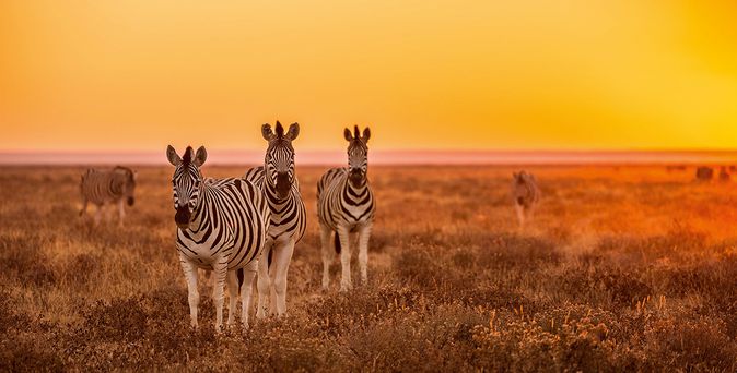 Zebras in der untergehenden Sonne in der Savanne