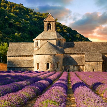 Die Provence ist bekannt für ihre wohlriechenden Lavendelfelder 