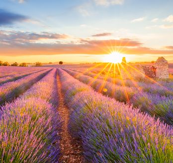 Provence Urlaub Ferienhaus Ferienwohnung Lavendelfeld