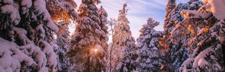Eine verschneite Winterlandschaft mit Bäumen, die mit Schnee bedeckt sind, und einem Sonnenuntergang.