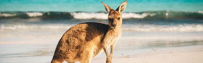 Känguru am weißen Sandstrand vor türkisfarbenem Wasser – Ein neugieriges Känguru genießt die Ruhe an einem paradiesischen Küstenabschnitt Australiens.
