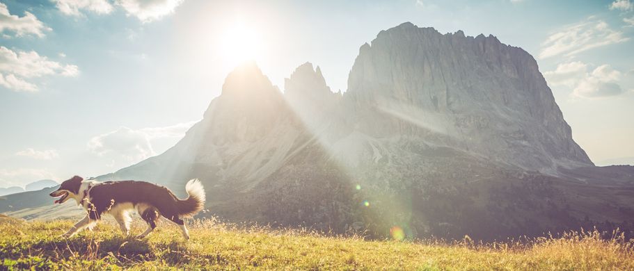 Familienurlaub Hund Italien Hund vor Bergpanorama