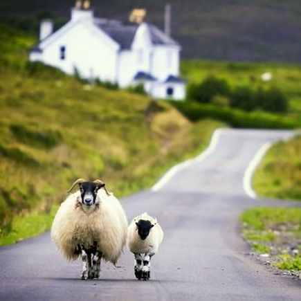 Schottland zwei Schafe auf einer Straße 