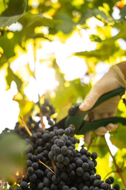 Umag Weinernte