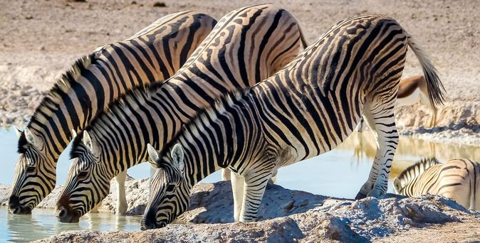 3 Zebras trinken an einer Wasserstelle in Afrika