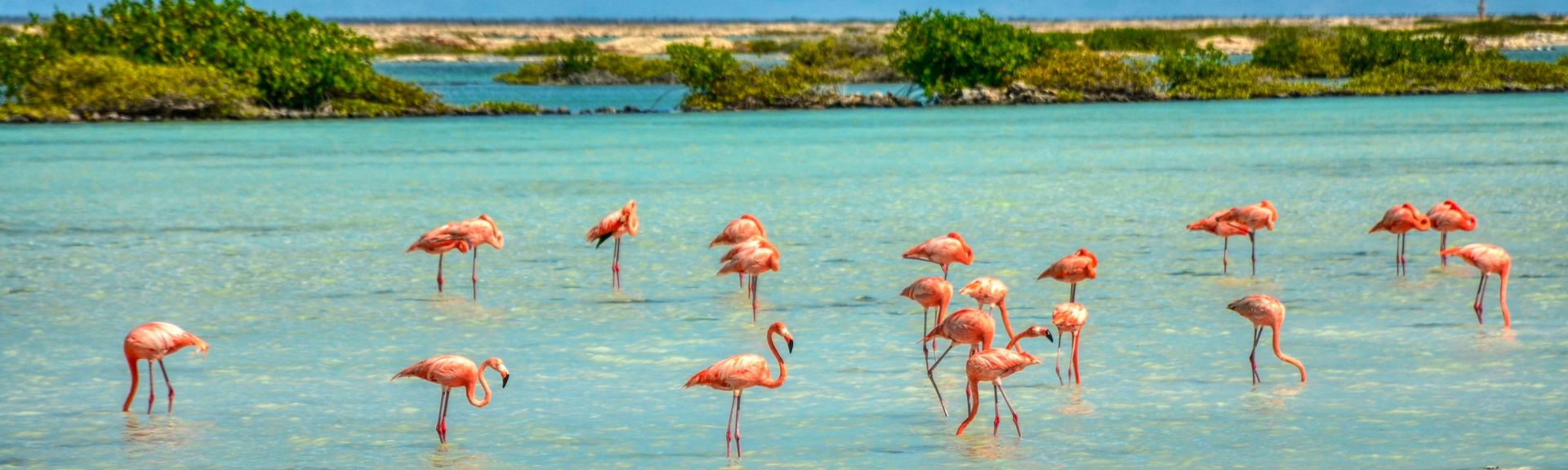 Flamingos auf Bonaire