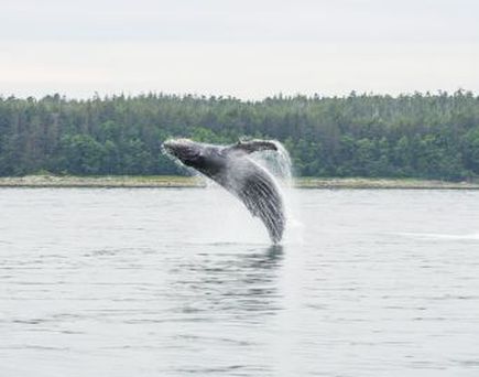 Alaska Whale Watching