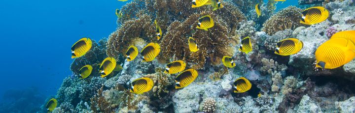 Ein Roter Meer Rassen-Schmetterlingsfisch schwimmt zwischen bunten Korallen in einem Unterwasserriff im Roten Meer.