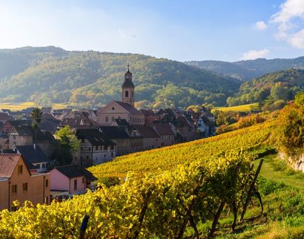Vogesen Weinberge