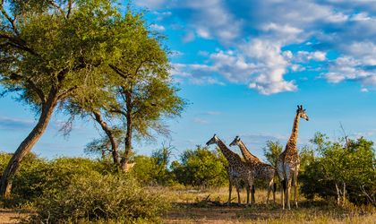 Giraffe in Kruger National park, Südafrika