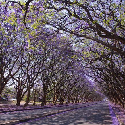 Jacaranda Baeume in Harare