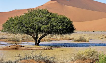 Baum in der Savanne
