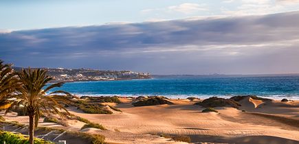 Blick über die Sanddünen, im Vordergrund eine Palme, im Hintergrund das blaue Meer und der blaue Himmel 
