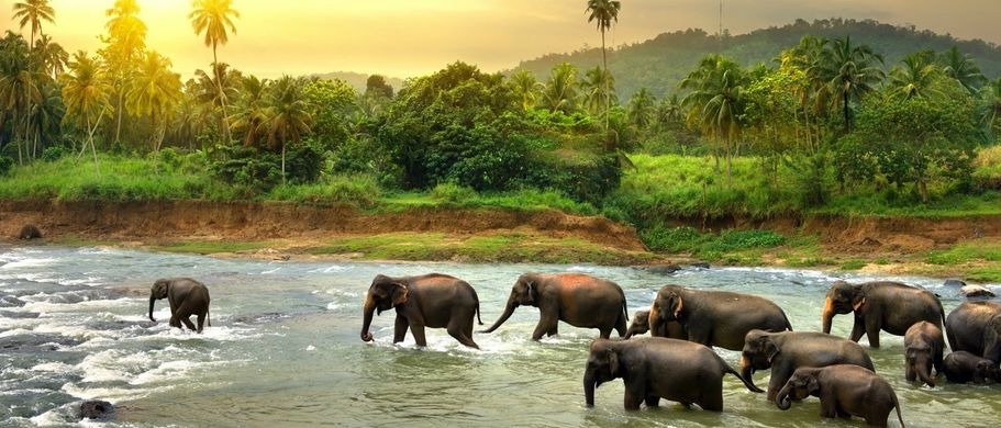 Elefanten im Fluss, Sri Lanka