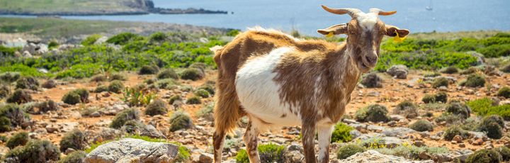 Ziege auf einer Felsanhöhe, dahinter das Meer.