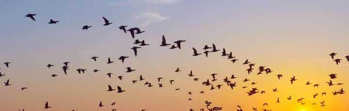  Ein Schwarm Vögel fliegt bei Sonnenuntergang am Himmel, die Silhouetten der Vögel zeichnen sich gegen den farbenfrohen Himmel ab.