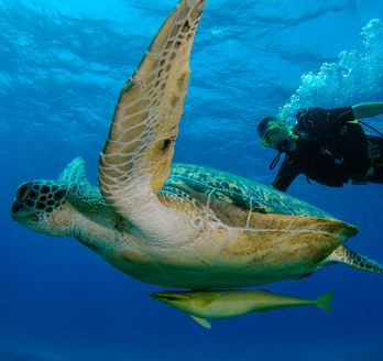Eine große Meeresschildkröte schwimmt anmutig im klaren blauen Wasser, begleitet von einem kleinen Fisch, während ein Taucher im Hintergrund zu sehen ist.