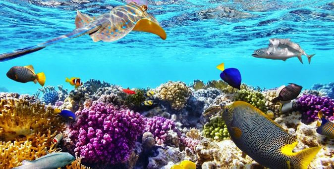 Ein Korallenriff mit bunten Fischen und einem Taucher.