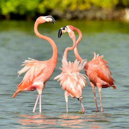 Zwei rosa Flamingos stehen in flachem Wasser.