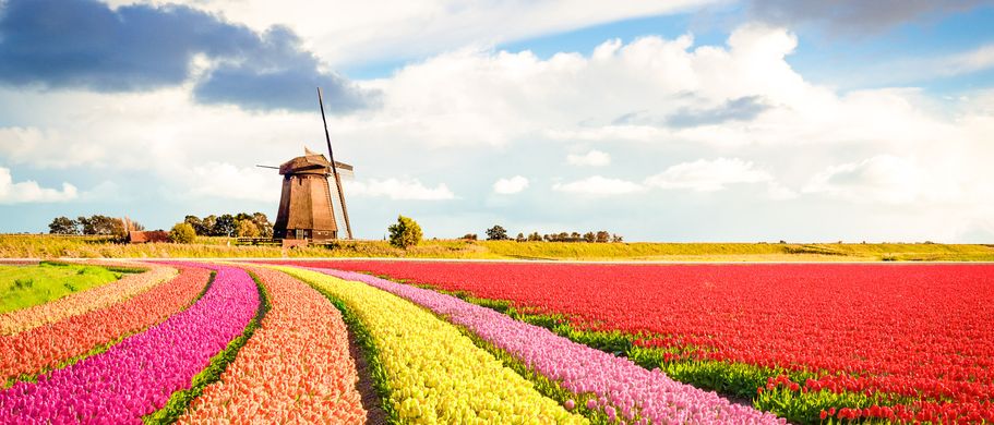 Ferienhaus Urlaub Niederlande Tulpenfeld und Windmühle
